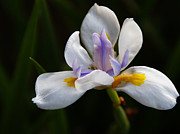 The Beckoning Photograph by Linda Shafer
