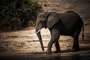 The Big Big Photograph by Robert Grac