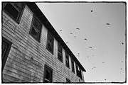 The Birds Photograph by Ana V Ramirez