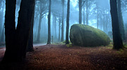 The blue forest Photograph by Jorge Maia