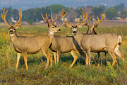 The Boys Photograph by John De Bord