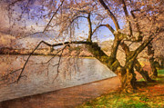 The Cherry Blossom Festival Photograph by Lois Bryan