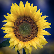 The Color of Summer Photograph by Robert Fawcett