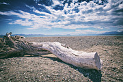 The Drifter Photograph by Becqi Sherman