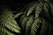 The exotic dark jungle Photograph by Jorgo Photography
