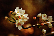 The Fleeting Sweetness of Spring Photograph by Lois Bryan