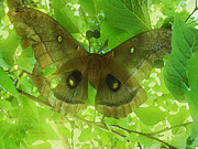 The fourth Day-a dying giant Polyphemus moth. Mixed Media by Shelli Fitzpatrick