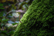 The Fungus In The Spotlight Photograph by Andreas Levi