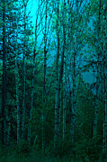 The Grove Photograph by Loni Collins