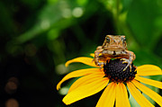 The Harbinger Photograph by Lois Bryan