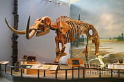 The Hyde Park Mastodon Photograph by John Kaprielian