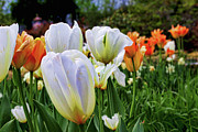 The Last Bloom Photograph by Mike Smale