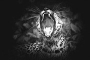 The Leopard's Tongue Rolling Roar II Photograph by Mary Lou Chmura