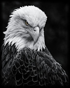 The look Photograph by Rudy Viereckl
