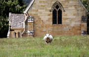 The Lord is My Shepherd Photograph by Nicholas Blackwell