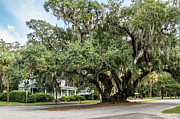 The Lover's Oak, Brunswick, Georgia Photograph by Dawna Moore Photography