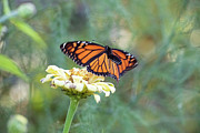 The Monarch Has Arrived Photograph by Brian Hale