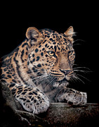 The night watchman Photograph by Paul Neville