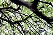 The old beech Photograph by Karen Smale