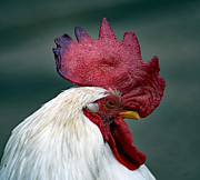 The Old Cock Photograph by DB Hayes