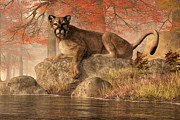 The Old Mountain Lion Digital Art by Daniel Eskridge The Old Mountain Lion Digital Art by Daniel Eskridge