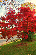 The Painted Leaves Photograph by Mike Smale