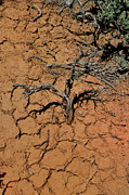 The Parched Earth Photograph by Ron Cline