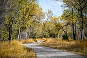 The Path Photograph by Michael Brungardt