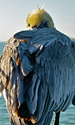 The Pelican Knows Photograph by Ron Long
