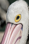 The Pelican Look Photograph by Werner Padarin