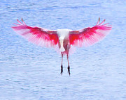 The Pink Angel Photograph by Mark Andrew Thomas The Pink Angel Photograph by Mark Andrew Thomas