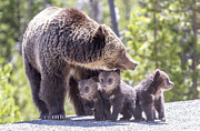 The Protector  Photograph by Kevin Dietrich