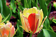 The Rouge Cheek Photograph by Mike Smale