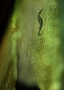 The Sea-Horse Photograph by Rebecca Sherman