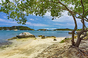 Shade Tree Photograph by Amanda Jones
