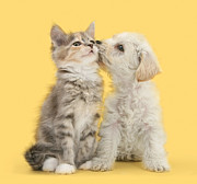 The Shame of being Kissed by a Dog Photograph by Warren Photographic