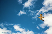 The Sky's the Limit Photograph by Carole Gordon