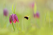 The Snake's Head and the Bumblebee - Fritillaria meleagris Photograph by Roeselien Raimond