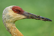 The Stare Photograph by Brad Bellisle