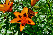 The Tiger and the Butterfly Photograph by Mike Smale