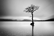 The Tree Photograph by Grant Glendinning The Tree Photograph by Grant Glendinning