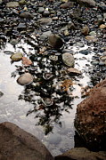 The Tree In The Puddle At My Feet Photograph by Kreddible Trout