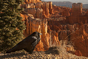 The View Photograph by Andy Bitterer