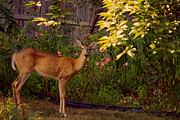 The Visit Photograph by Mike Smale