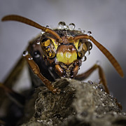 The Wasp Photograph by Chris Cousins