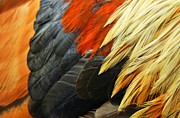 The Wild Rooster Photograph by Jan Gelders