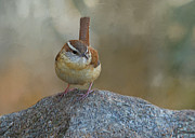 The Wren Photograph by Cathy Kovarik