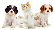 These are my Assistants Photograph by Warren Photographic