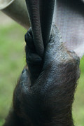 They Hang In The Balance - 2 Photograph by Linda Shafer