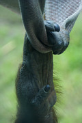 They Hang In The Balance - 3 Photograph by Linda Shafer